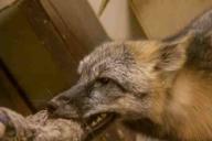 Заболеваемость бешенством среди диких и домашних животных в 2019 году снизилась