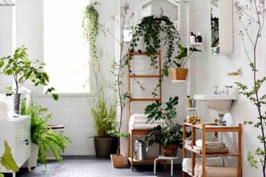 Какие растения идеально подойдут для ванной комнаты