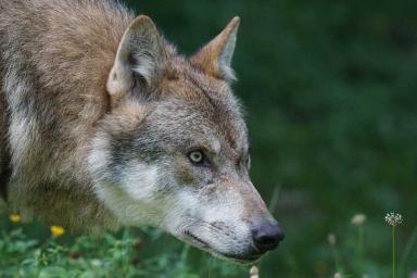 В России волк загрыз школьницу, когда она шла в магазин