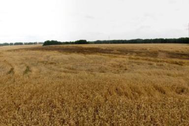 Дети подожгли поле пшеницы под Дзержинском