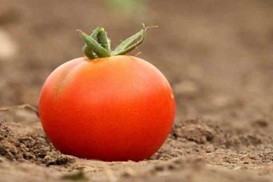 Аспирин для томатов: зачем и как его использовать