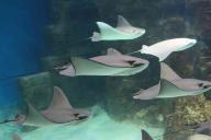 Ученые создали биоробота в форме морского дьявола