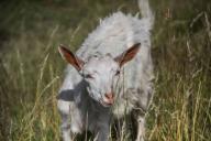 Беларусь ограничивает ввоз овец и коз из Московской области