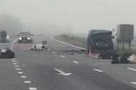 На трассе М4 микроавтобус врезался в стадо коров - мертвые животные разбросаны по дороге