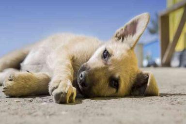 Ветеринары рассказали о том, как спасти собаку от смерти из-за укуса клеща