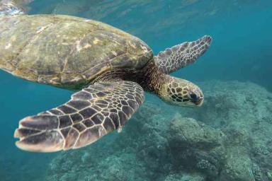 Ученые: черепахи вынуждены есть пластик, потому что он напоминает им еду