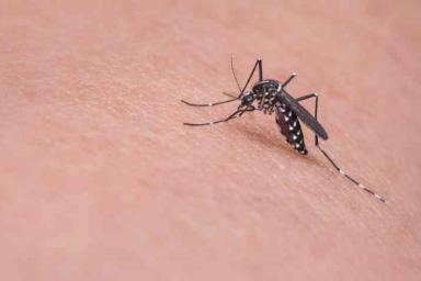 Эксперты выяснили, что комары могут переносить смертельный вирус