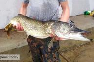 Рыбак в центре Гомеля поймал щуку-монстра