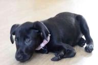 В Англии появился на свет щенок лабрадора с 6 лапами