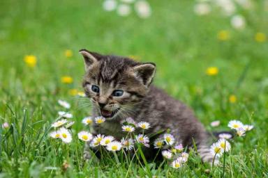 Ученые поняли, зачем кошки едят траву