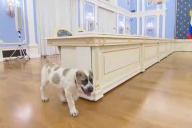 Медведев показал подаренного ему президентом Туркмении алабая