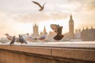 Ученые полагают, что птичий помет спасет планету от катастрофы