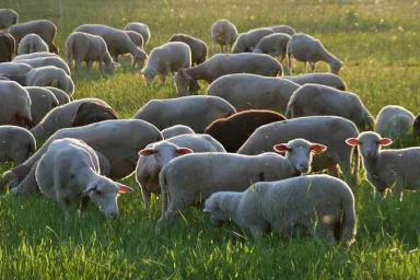 В Беларуси планируют развивать овцеводство: будет затрачено почти 300 млн рублей