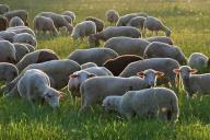 В Беларуси планируют развивать овцеводство: будет затрачено почти 300 млн рублей