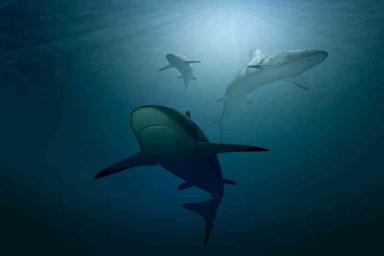 Ученые сняли на видео акулу величиной с подводную лодку