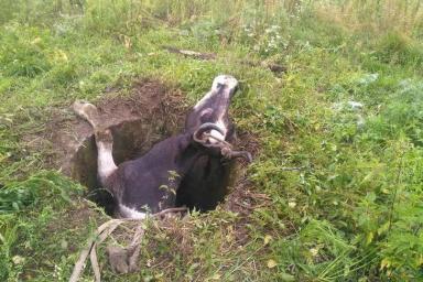 В Мозырском районе корова упала в колодец