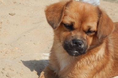 Владельцы собак в Могилеве нарушают законодательство