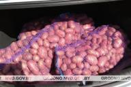 В Кореличском районе задержали «черного копателя» картошки