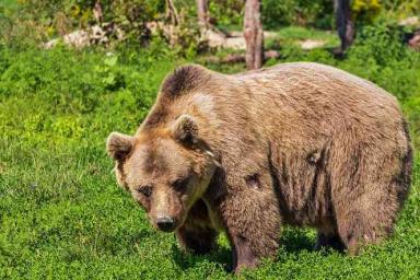 Медведь укусил спящего подростка за лицо