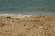 В Турции предлагают ограничить систему «все включено»