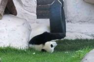  Панда устроила драку в зоопарке