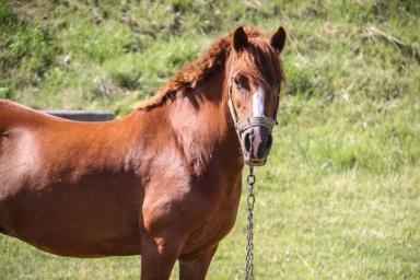 В Шумилинском районе конокрад сдал лошадь на мясо, когда закончились деньги на выпивку 