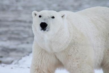Русскую Арктику признали одним из лучших мест для круиза