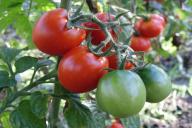 5 причин не выбрасывать ботву помидор, а применить ее с пользой