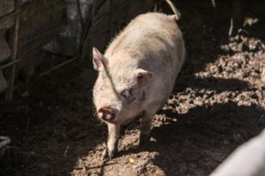 Беларусь ограничила ввоз свинины из Сербии