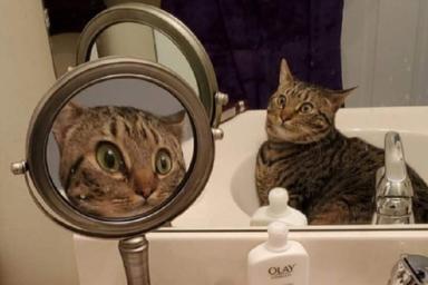 Изумленная собственным видом кошка рассмешила пользователей сети