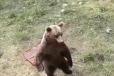 В Якутии стая голодных медведей окружила машину с людьми