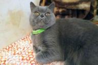 Россиянин за $225 тыс. продает кошку «исцеляющую от похмелья»