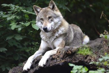 Волки держат в страхе деревню в Ушачском районе, совершая набеги средь бела дня