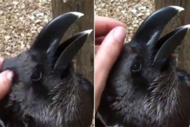 Кролик или ворон: новая оптическая иллюзия озадачила пользователей соцсетей