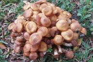 Как отличить съедобные опята от ложных: советы бывалых грибников