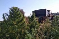 Под Лоевом нашли 700 кг конопли. И вот что произошло