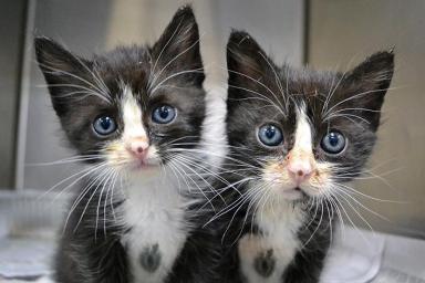 В продажу поступят клонированные коты: где и за сколько можно купить