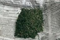 В Могилеве погорел быховский марихуанщик