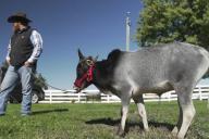 Это надо видеть: так выглядит самый маленький бык на планете