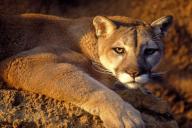 Ученые бьют тревогу: началось массовое вымирание пантер