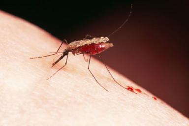 Белорусов предупредили: комары принесли смертельные тропические болезни 
