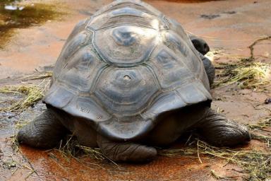 Ученые нашли гигантскую черепаху, которая давно считалась вымершей