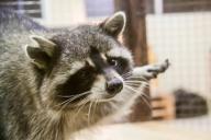 В Сенненском районе друзья посадили на цепь бешеного енота, а тот стал их кусать