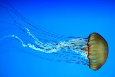 Эксперты сообщили о том, что делать в случае укуса медузы