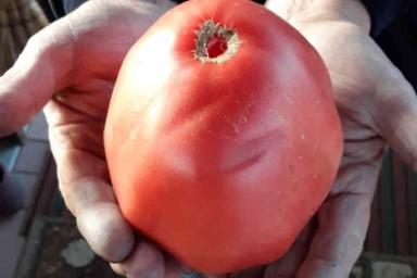 В Минском районе вырос помидор-гигант