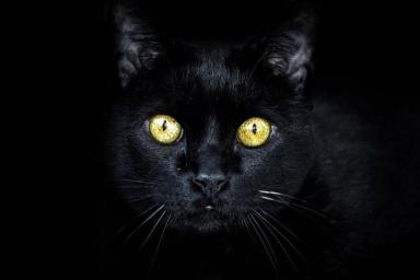 Породы таинственных черных кошек: их угольный окрас считается оберегом