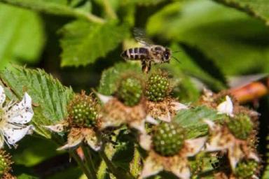 Пчелиный рой нашел приют между ягодицами прохожего