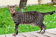 Особенности египетской кошки мау