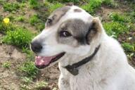 Собака нырнула за сокровищем и чуть не утонула. Правда, риск не особо оправдан, ведь находка не так уж полезна