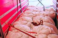 Гомельские таможенники пресекли незаконный ввоз 22 т чечевицы